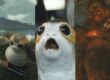 star wars the last jedi every porg ranked