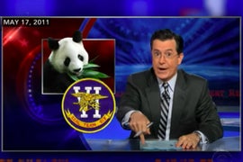 Tucker Carlson’s Panda-Sex Bit? ‘Colbert Report’ Did It! (Video)