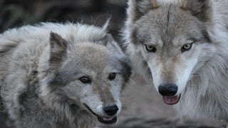 Animal Planet Orders ‘Wolves & Warriors,’ Which Pairs Combat Vets With, Well, Wolves (Exclusive)