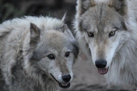 Animal Planet Orders ‘Wolves & Warriors,’ Which Pairs Combat Vets With, Well, Wolves (Exclusive)