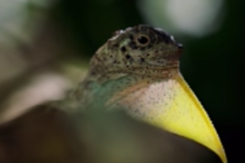 ‘Planet Earth’ Parody Attributes ‘Toxic Masculinity’ to a Lizard Named Kyle (Video)