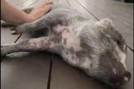 Watch Mika Brzezinski Massage a Pig for More Than a Minute (Video)