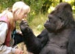Koko Gorilla
