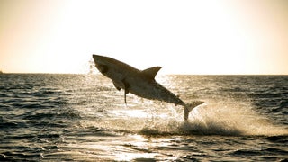 Nat Geo Wild Just Made ‘SharkFest’ Twice as Long as Discovery’s ‘Shark Week’ (Exclusive)