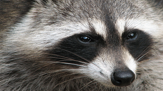 Skyscraper-Climbing Raccoon Rivets Internet: ‘Those Are Some Super Claws!’