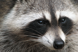 Skyscraper-Climbing Raccoon Rivets Internet: ‘Those Are Some Super Claws!’