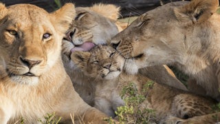 Animal Planet Orders ‘Big Cat Diary’ Follow-Up Series ‘Big Cat Legacy’ (Exclusive)