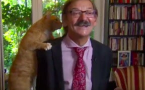 Polish Historian Doesn’t Miss a Beat in Live TV Interview When Cat Climbs on His Head (Video)