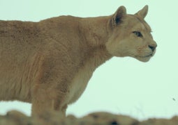 Nat Geo Wild Slate Includes New Fishing Show, Plus Here’s a Puma Video for ‘Big Cat Week’ (Exclusive)