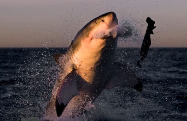 shark week' 2019 includes first original film with josh duhamel