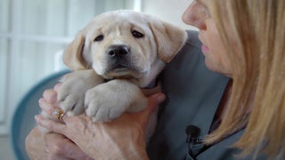 ‘Pick of the Litter’ Film Review: 5 Adorable Puppies Embark on an Incredible Journey