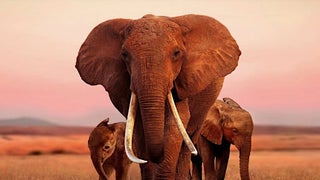 Apple Picks Up Global Rights to Wildlife Documentary ‘Elephant Queen’