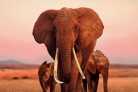 Apple Picks Up Global Rights to Wildlife Documentary ‘Elephant Queen’