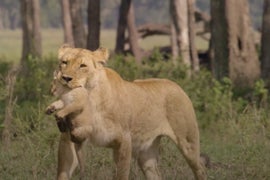 Animal Planet’s ‘Big Cat Tales’ Checks in With All Your Favorite Lions: Watch the First 2 Minutes (Exclusive Video)