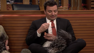 Watch Steve Irwin’s Son Save Jimmy Fallon From a Baby Porcupine (Video)