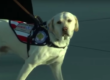 Sully Dog