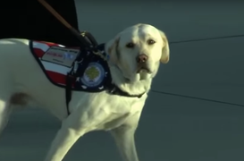 Animal Lovers Bite Back at Slate for Calling George HW Bush’s Service Dog, Sully, an ‘Employee’