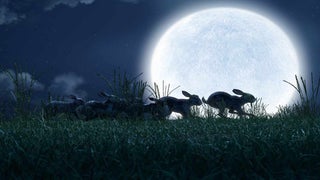 John Boyega, James McAvoy’s Bunnies Battle Dark Forces in ‘Watership Down’ First Trailer (Video)