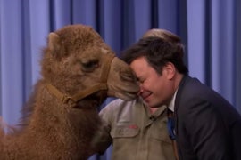 Jimmy Fallon Totally Made Out With a Camel Last Night (Video)