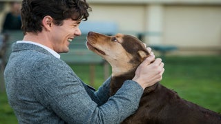 ‘A Dog’s Way Home’ Film Review: Doggie Downer Puts Pooch in Peril