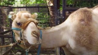 ‘The Zoo’: Camel Gets a Toupee to Cover Abscess – and, We Guess, His Bald Spot (Exclusive Video)