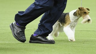 King the Wire Fox Terrier Wins Best in Show at 2019 Westminster Dog Show
