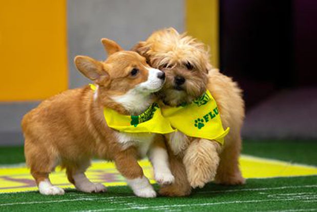 Puppy Bowl XV Puppy Bowl XV