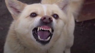 Nat Geo Wild’s ‘Red Zone Dogs’: Wanna See Some ‘Very, Very Dangerous’ Pooches? (Exclusive Video)