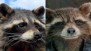 Oreo the Raccoon, Inspiration for ‘Guardians of the Galaxy’ Character Rocket, Dies
