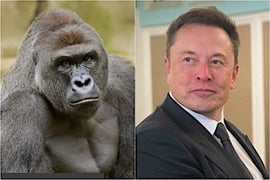 Hear Elon Musk’s Rap Single About Killed Zoo Gorilla: ‘RIP Harambe’ (Audio)