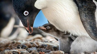 ‘Penguins’ Film Review: Ed Helms Narrates a Plucky Pygoscelis in Disneynature’s Latest Doc
