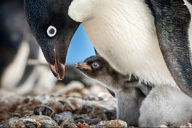 ‘Penguins’ Film Review: Ed Helms Narrates a Plucky Pygoscelis in Disneynature’s Latest Doc