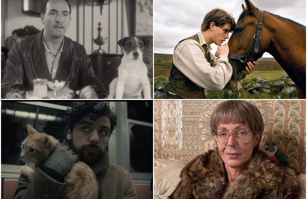 Scene-Stealing Animals