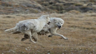 Watch These Nat Geo Wild Wolves Experiencing the ‘Best, and Possibly Last, Day of Their Lives’ (Exclusive Video)