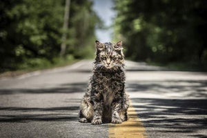 Pet Sematary Leo the Cat