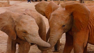 Watch the Most Adorable Baby Elephant Reunion on Animal Planet’s ‘Dodo Heroes’ (Exclusive Videos)