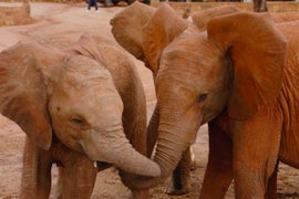 Watch the Most Adorable Baby Elephant Reunion on Animal Planet’s ‘Dodo Heroes’ (Exclusive Videos)
