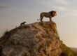 The Lion King Simba Mufasa