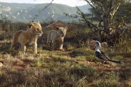 Can You Feel the Love? Listen to Beyonce and Donald Glover Duet on in New ‘The Lion King’ TV Spot (Video)