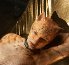 taylor swift cats