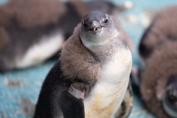 Animal Planet's 'The Aquarium'