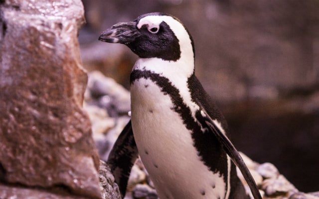 The Aquarium
