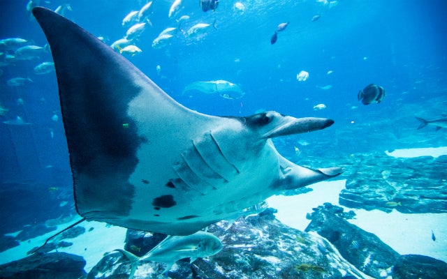 The Aquarium