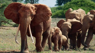 ‘The Elephant Queen’ Film Review: Apple TV+ Nature Documentary Hits the Right Tone for Young Viewers