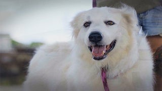 ‘Pit Bulls & Parolees’: Watch a Man’s Family Be United With the Dog He Helped Rescue Before His Death (Exclusive Video)