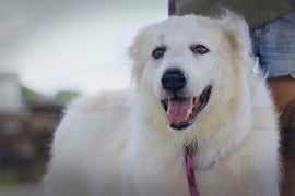 ‘Pit Bulls & Parolees’: Watch a Man’s Family Be United With the Dog He Helped Rescue Before His Death (Exclusive Video)