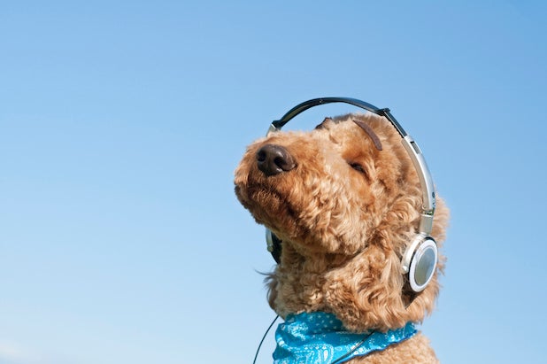 Spotify Wants Your Dog And Iguana To Have Its Own Playlist