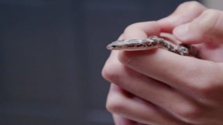 Mean Ol’ Baby Snake Devours Baby Mouse on Nat Geo WILD’s ‘Heartland Docs, DVM’  (Exclusive Video)