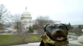 Triumph the Insult Comic Dog Trolls Lindsey Graham, Tries to Sneak Into Trump’s Impeachment Trial (Video)