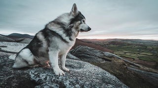 ‘Game of Thrones’: Dog Who Played Bran’s Direwolf in the Pilot Dies